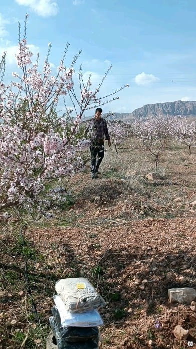 عکس-شلوارک تابستانه بچگانه کتان